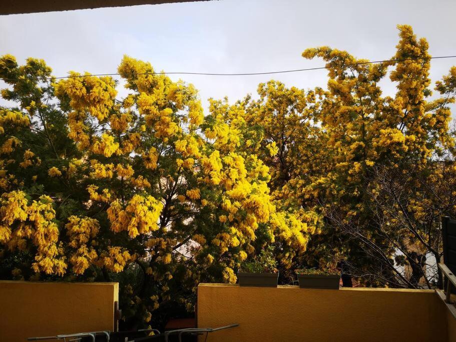 Appartement Proche Avec Terrasse Et Jardin Privatif Hyères